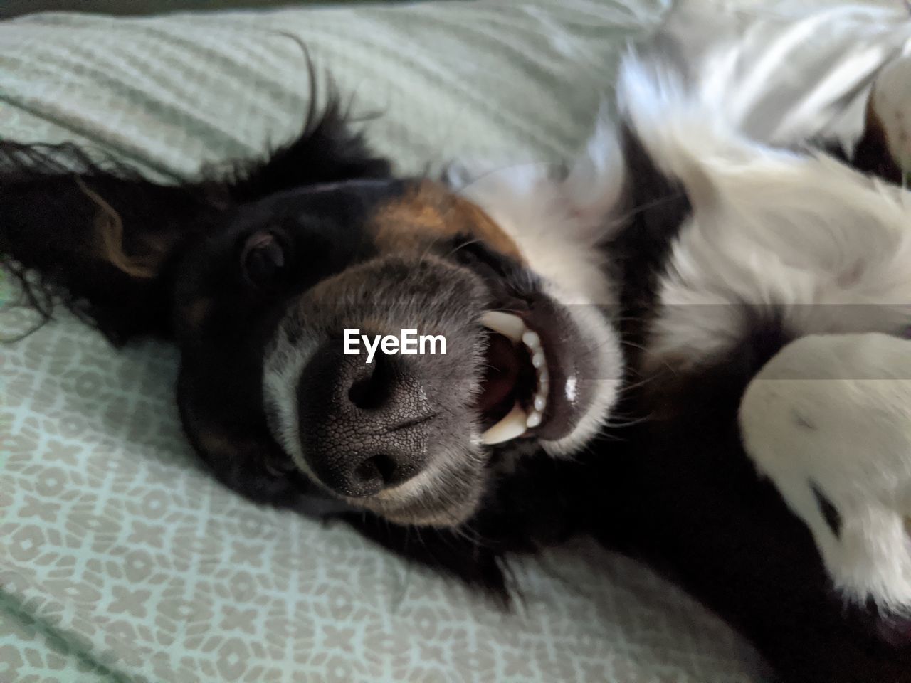 CLOSE-UP OF DOG SLEEPING