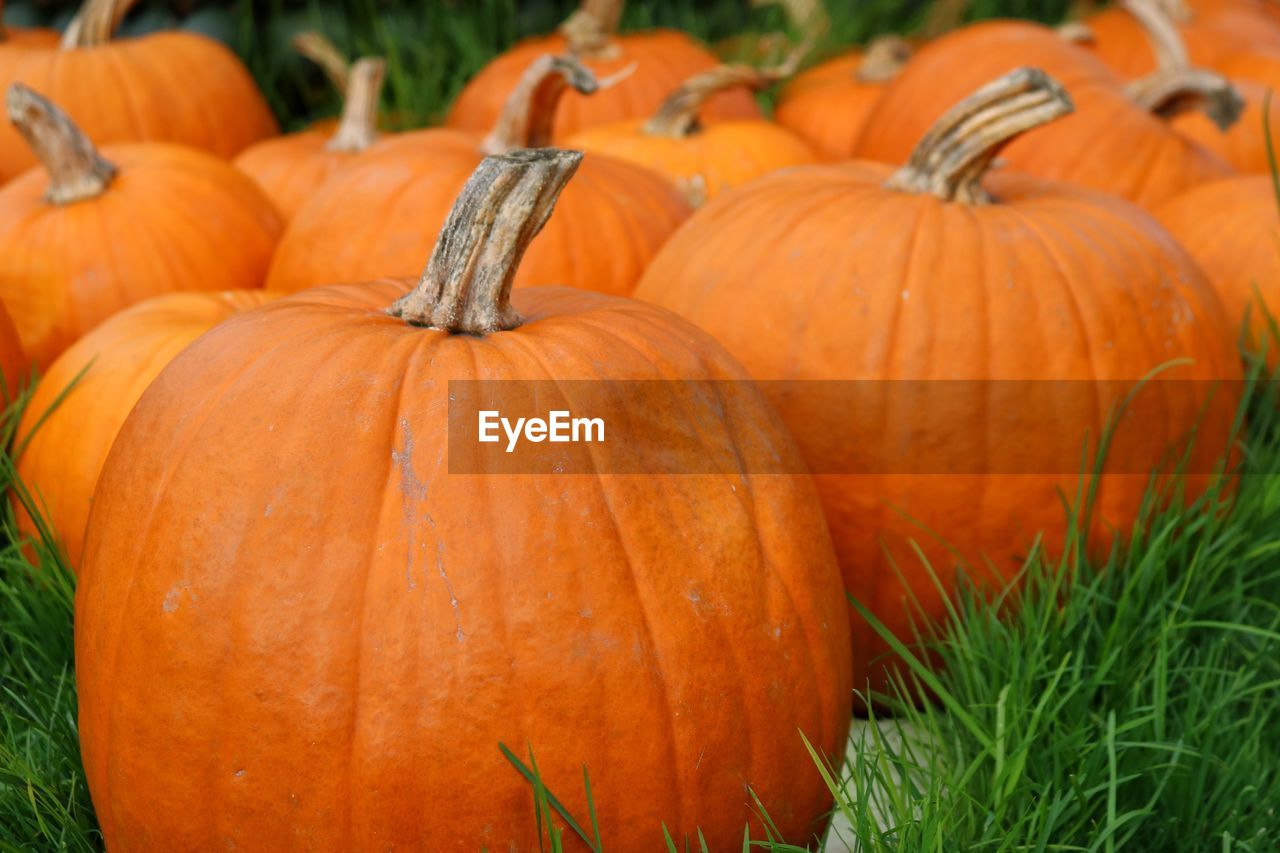 CLOSE-UP OF PUMPKIN FOR SALE AT MARKET