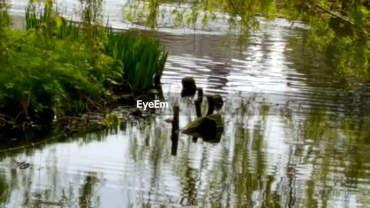 REFLECTION OF TREES IN WATER