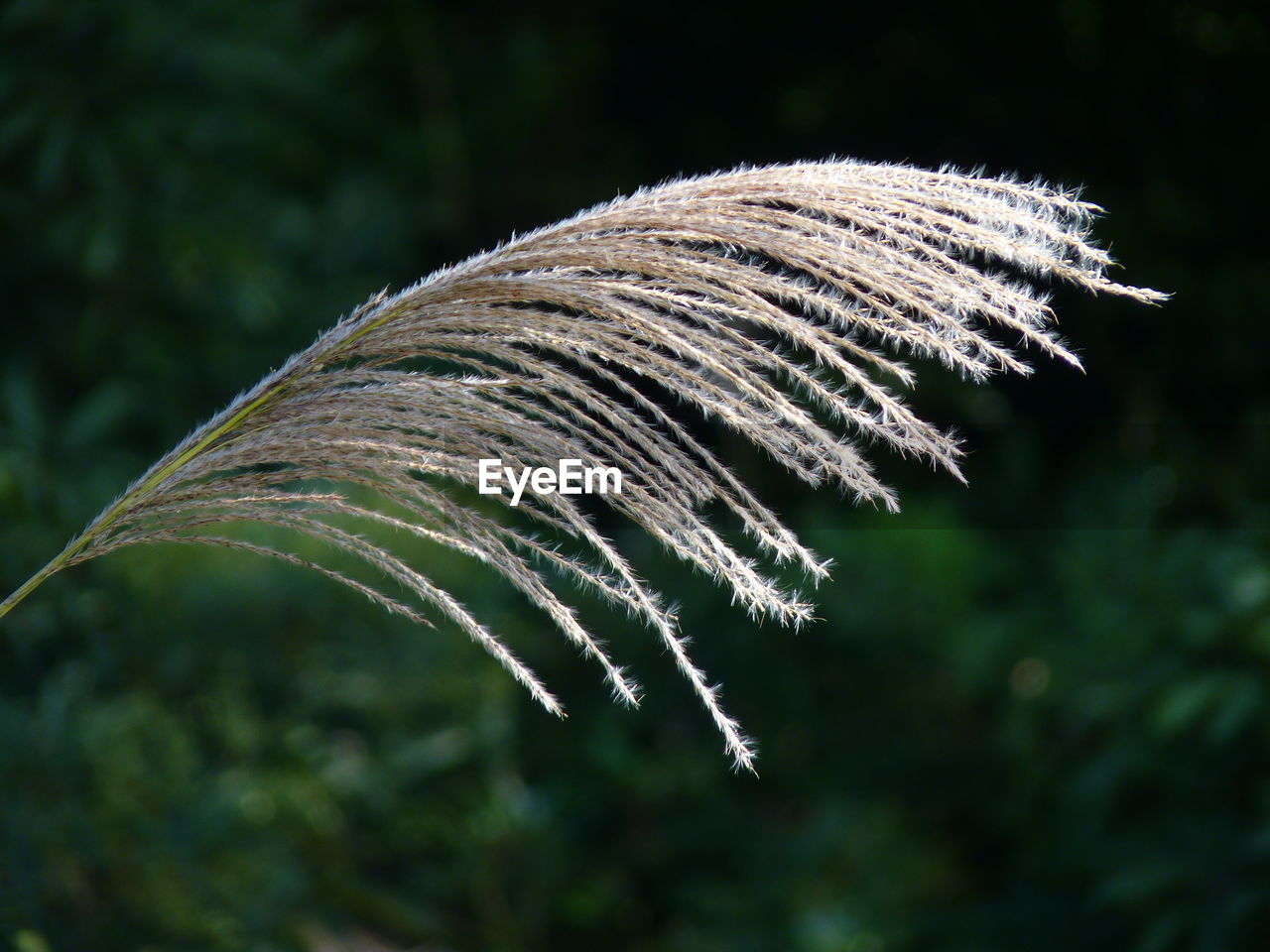 Close-up of plant