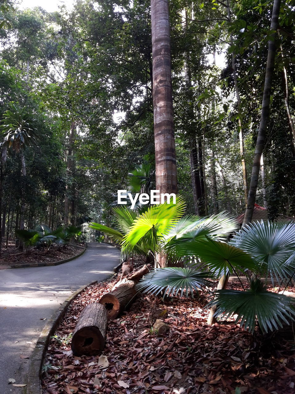 TREES GROWING IN FOREST