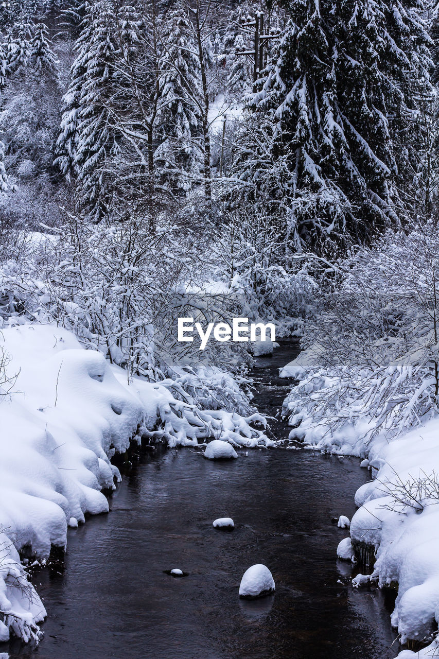 Frozen lake in forest during winter