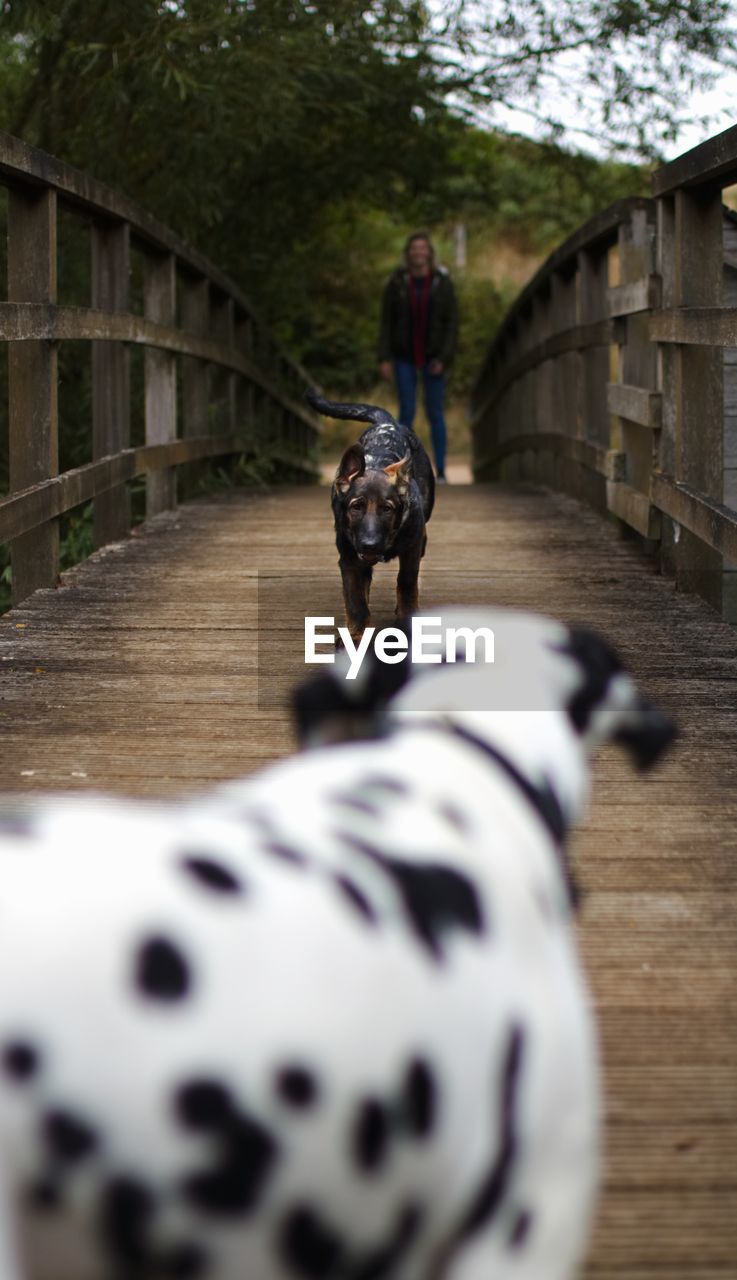 REAR VIEW OF PERSON WITH DOG WALKING ON SIDEWALK