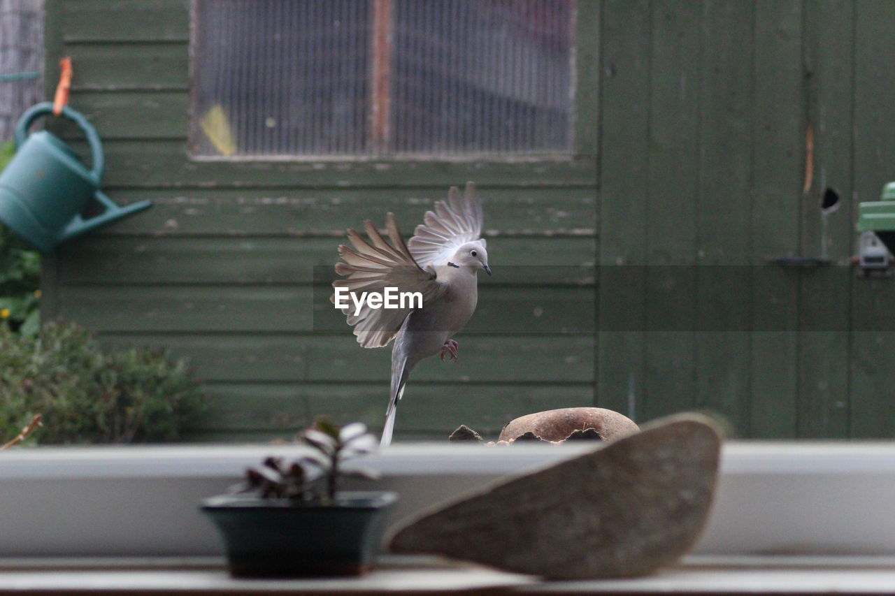 Dove flying above footpath seen through window