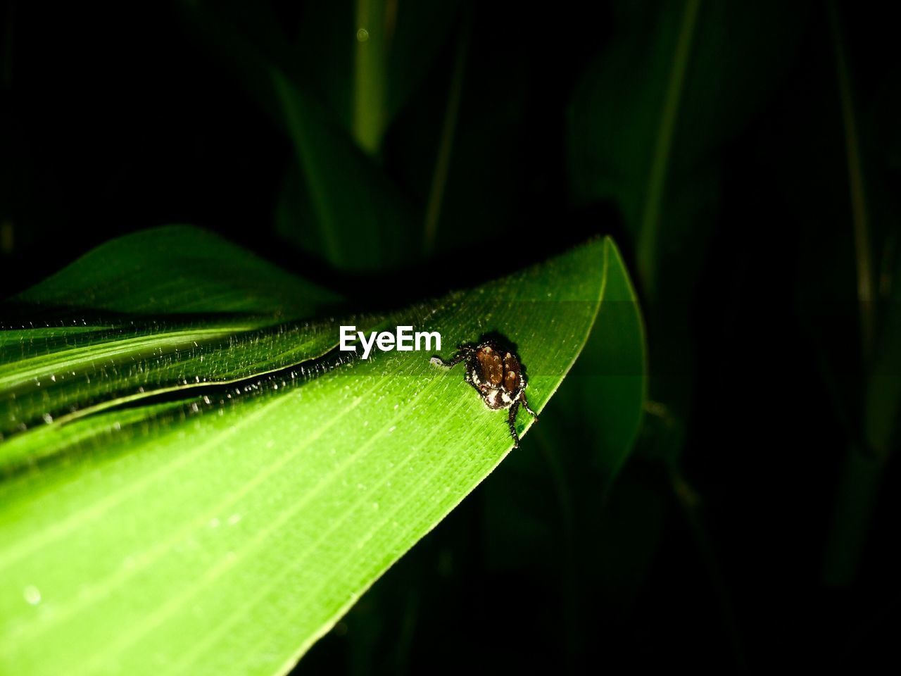 CLOSE-UP OF GREEN INSECT ON PLANT