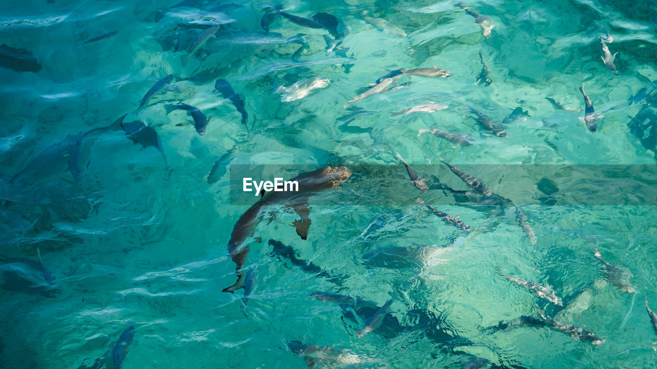 High angle view of bany shark swimming among school of fish abstract business opportunities