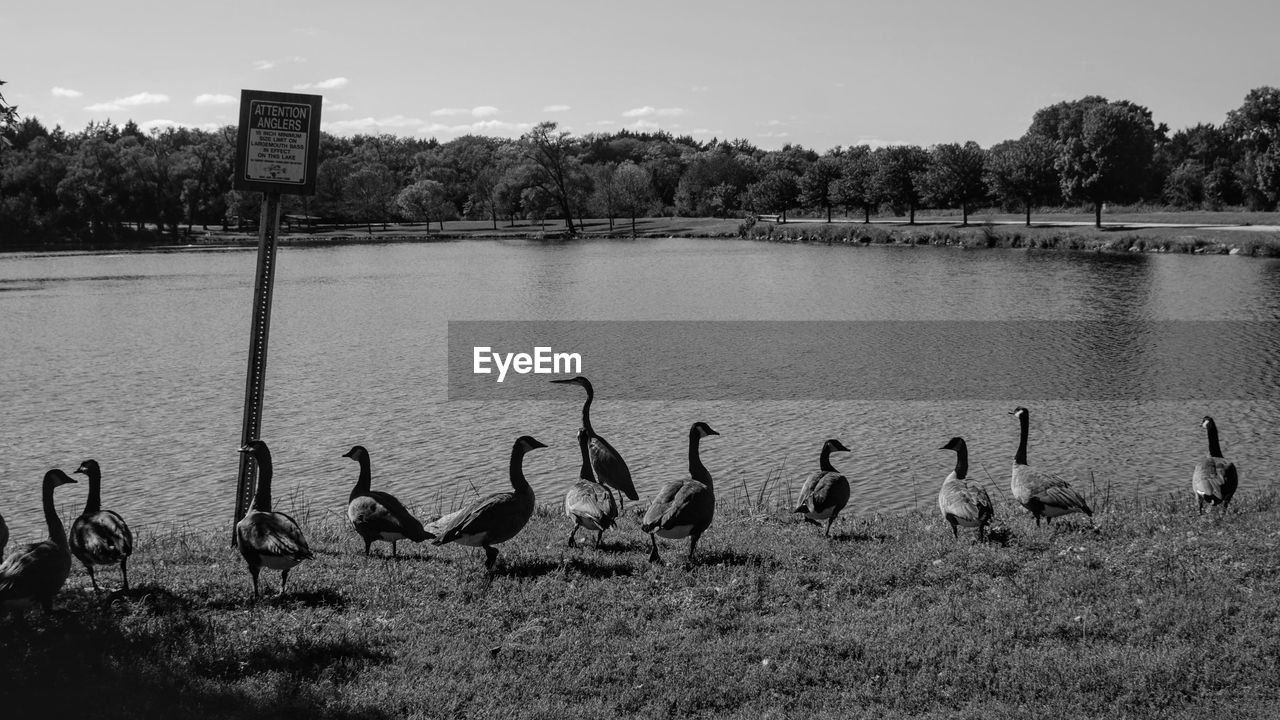 VIEW OF BIRDS IN LAKE