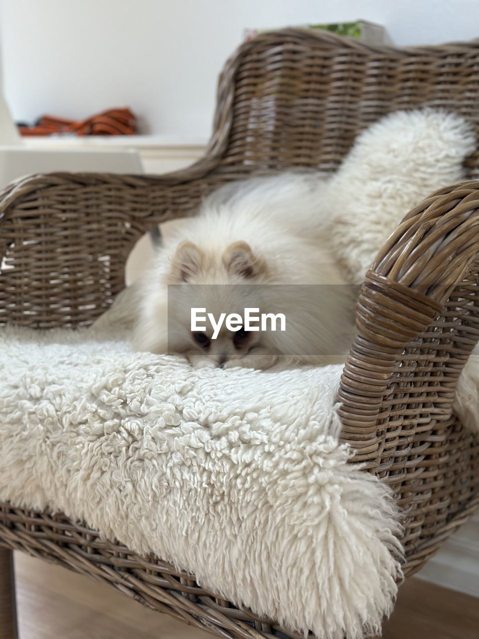 animal themes, animal, mammal, one animal, domestic animals, basket, pet, relaxation, wicker, indoors, container, cute, no people, white, furniture, sleeping, domestic room, lying down, animal hair, comfortable, resting, young animal, home interior, pillow, cat, portrait, looking at camera, bed, carnivore, chair