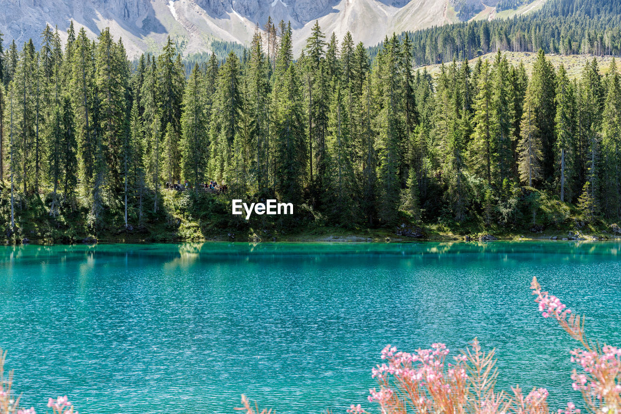 View of pine trees in lake