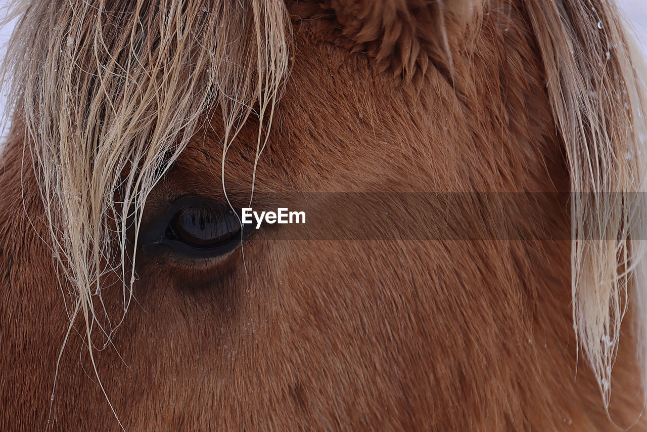CLOSE-UP OF A HORSE EYE