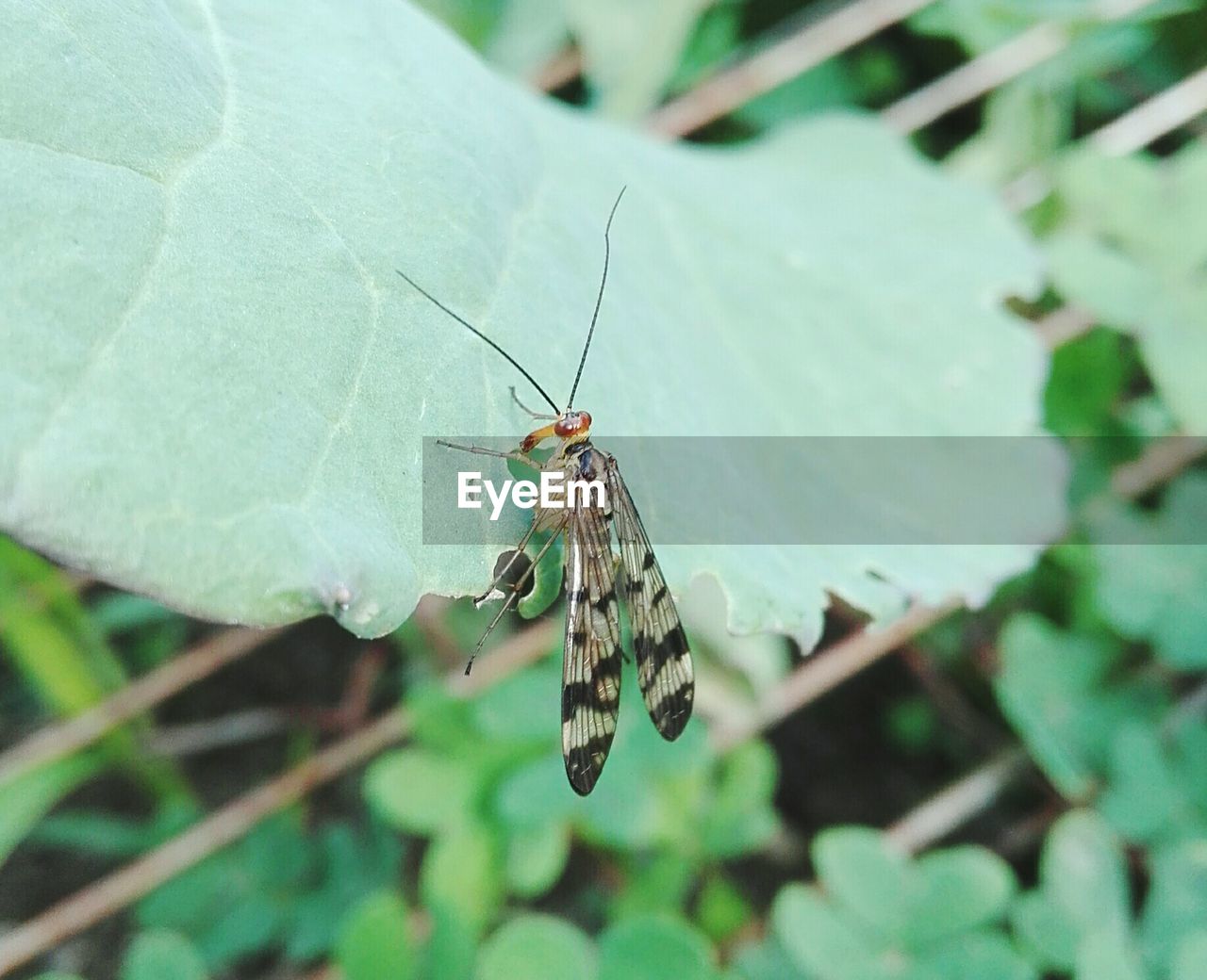 CLOSE-UP OF GRASSHOPPER