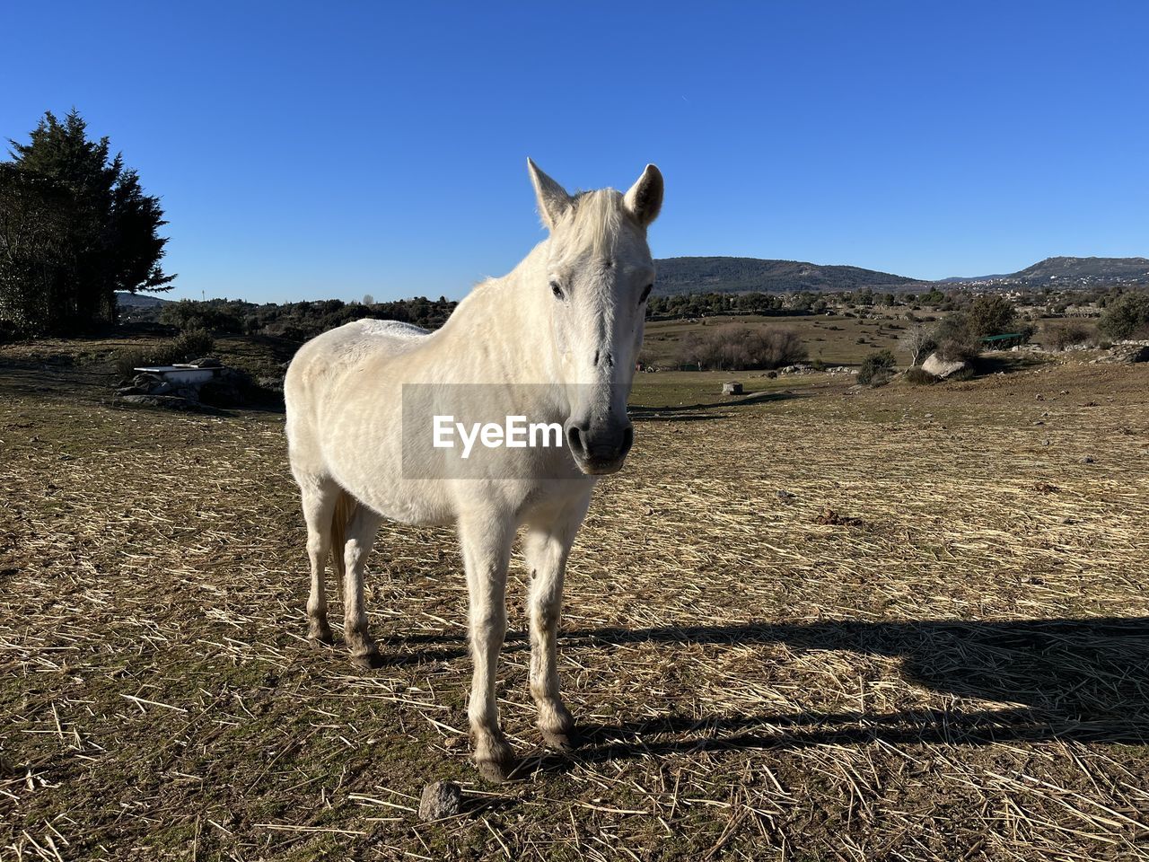 mammal, animal, animal themes, domestic animals, livestock, horse, pet, one animal, animal wildlife, nature, sky, landscape, clear sky, standing, pasture, no people, land, working animal, environment, agriculture, blue, plant, donkey, sunlight, sunny, rural scene, day, mustang horse, full length, shadow, outdoors, field, white, pack animal, grazing, rural area, mare, portrait, herbivorous, grass, tree, farm