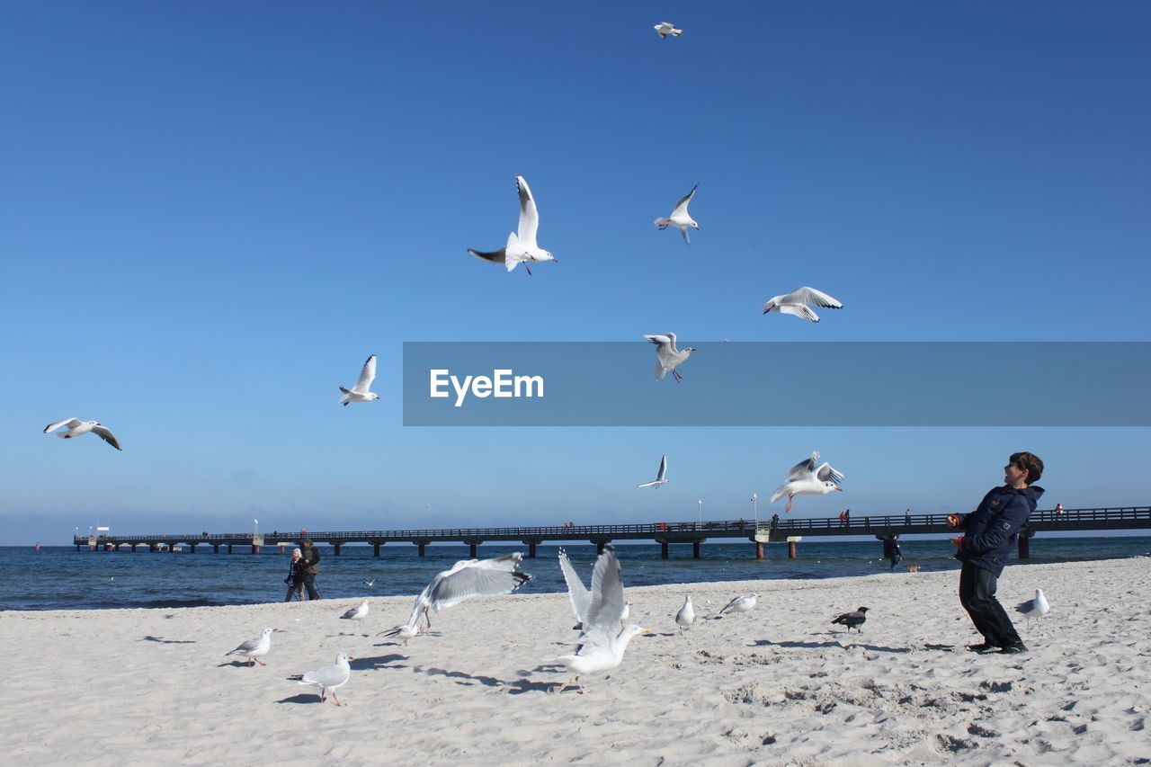 Seagulls flying over teenage boy at beach against sky