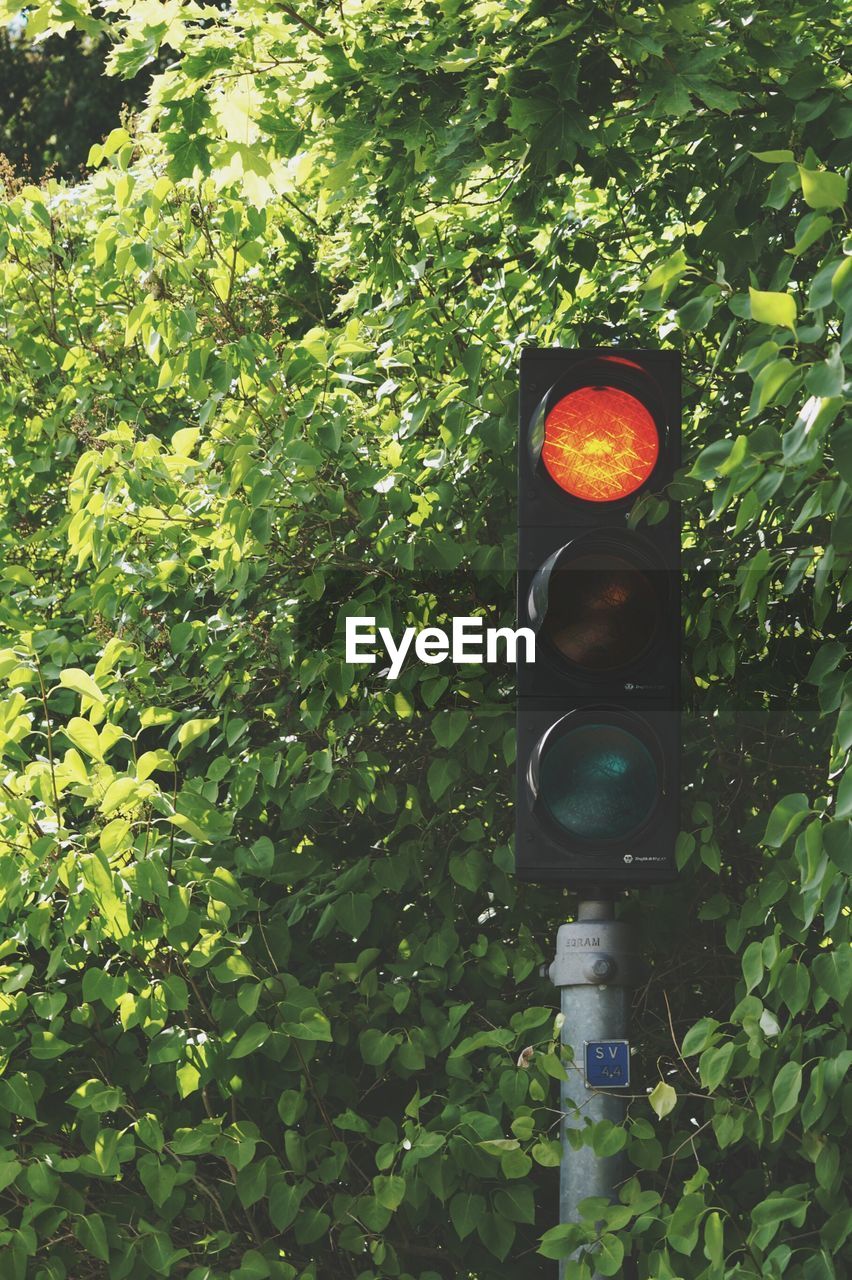 Traffic signal against trees