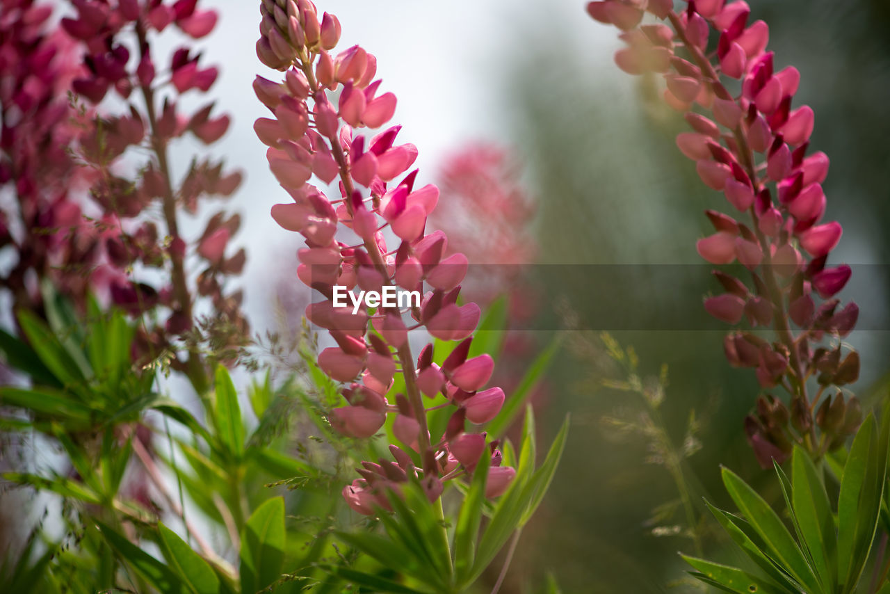 Spring flower, blooming lupine flowers. a field of lupines. sunlight shines on plants in latvia. 