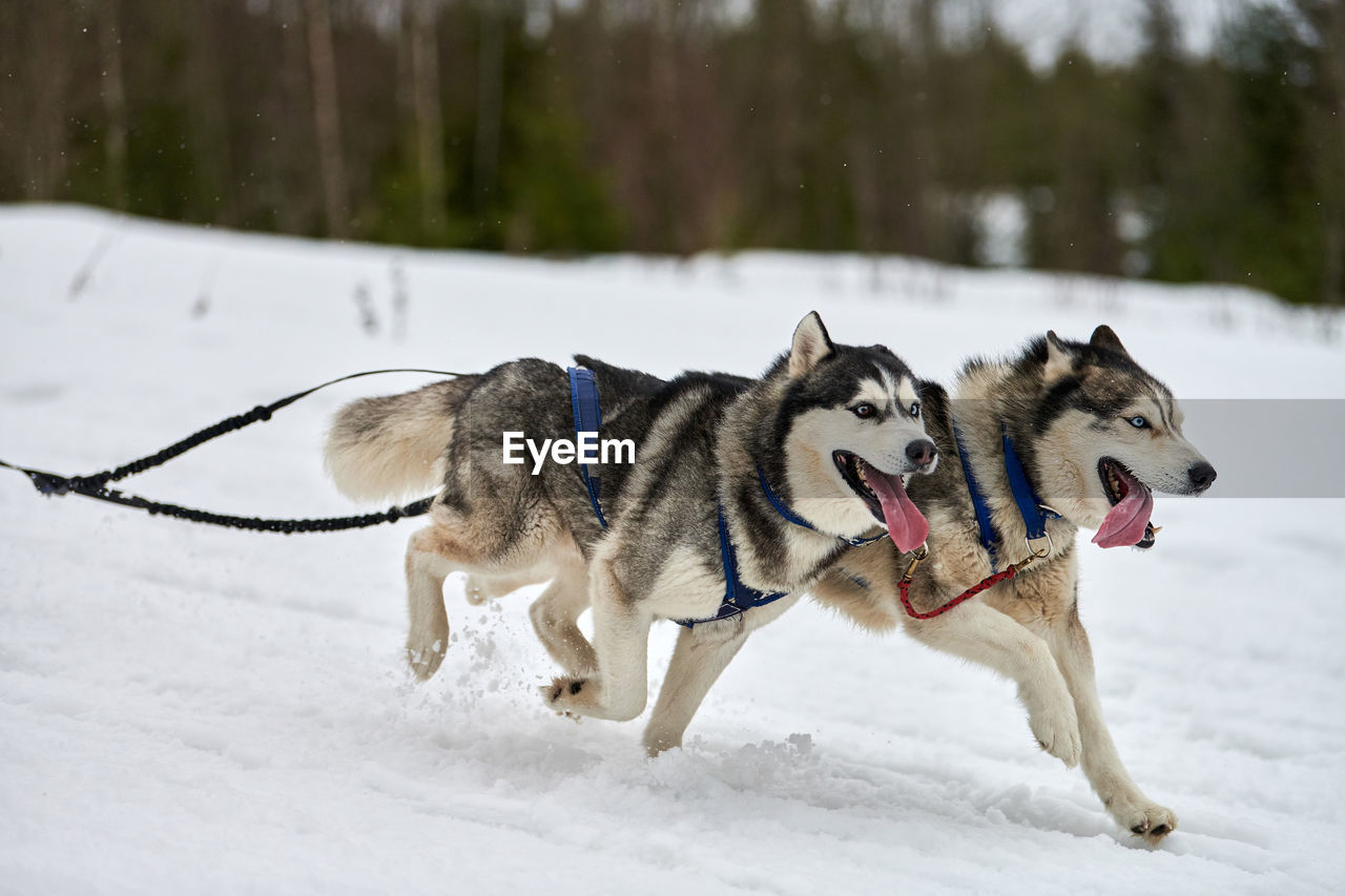 Running husky dogs on sled dog racing. winter dog sport sled team competition. husky dogs in harness