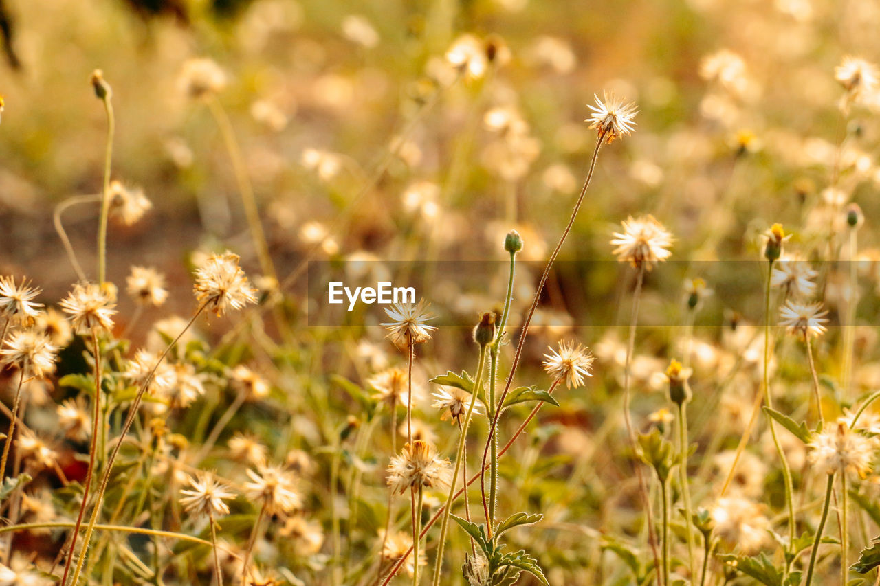 Close-up of flowering plants on field