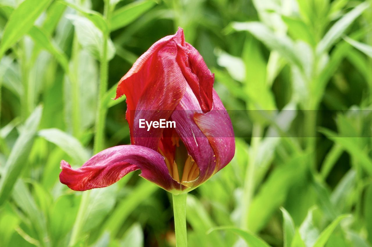 CLOSE-UP OF RED FLOWER ON PLANT