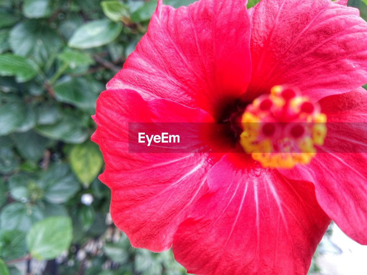 CLOSE-UP OF PINK FLOWER