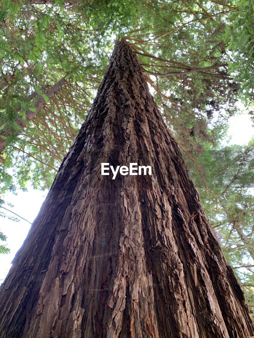 LOW ANGLE VIEW OF TREE TRUNKS