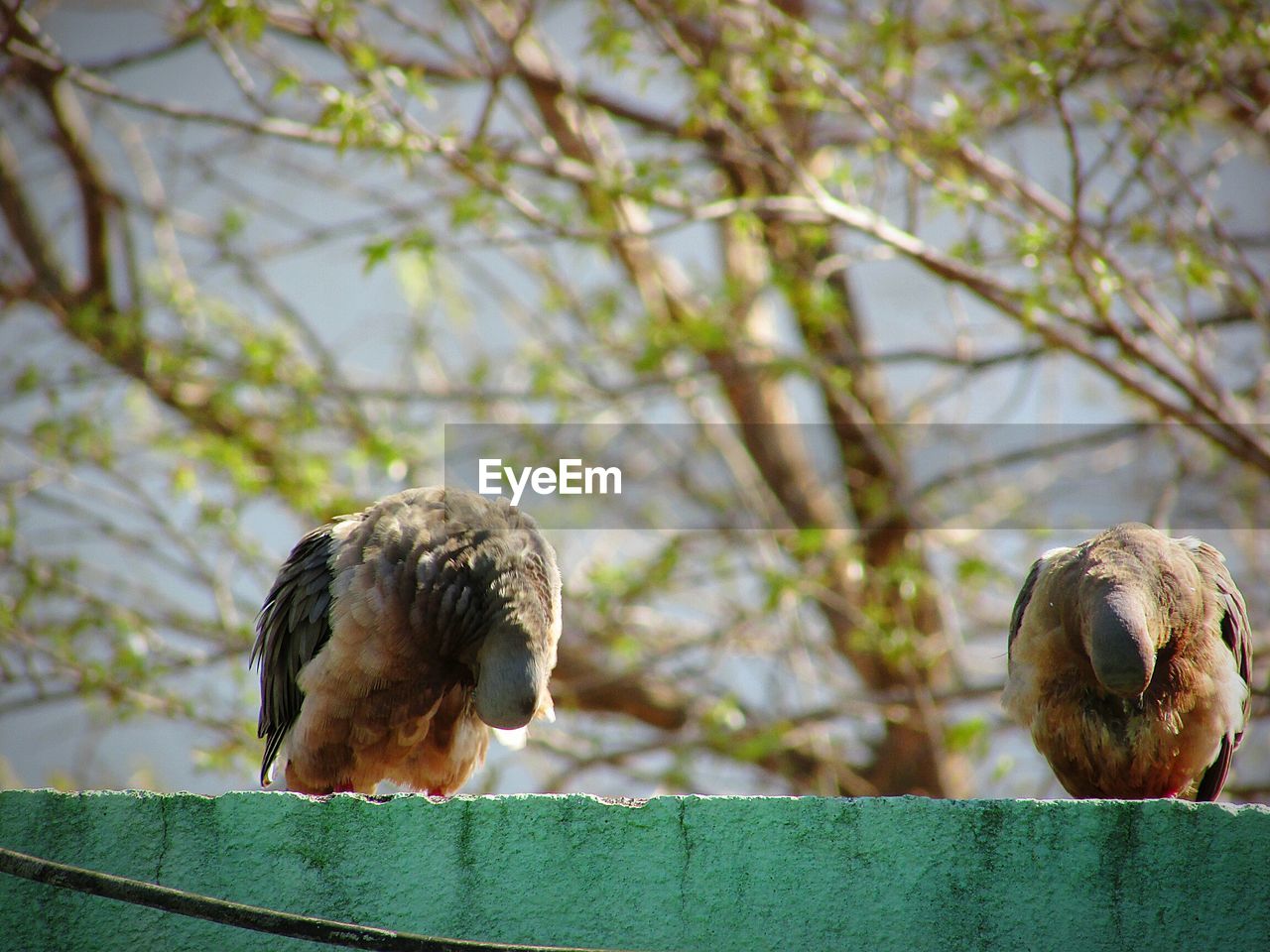 BIRDS PERCHING ON TREE