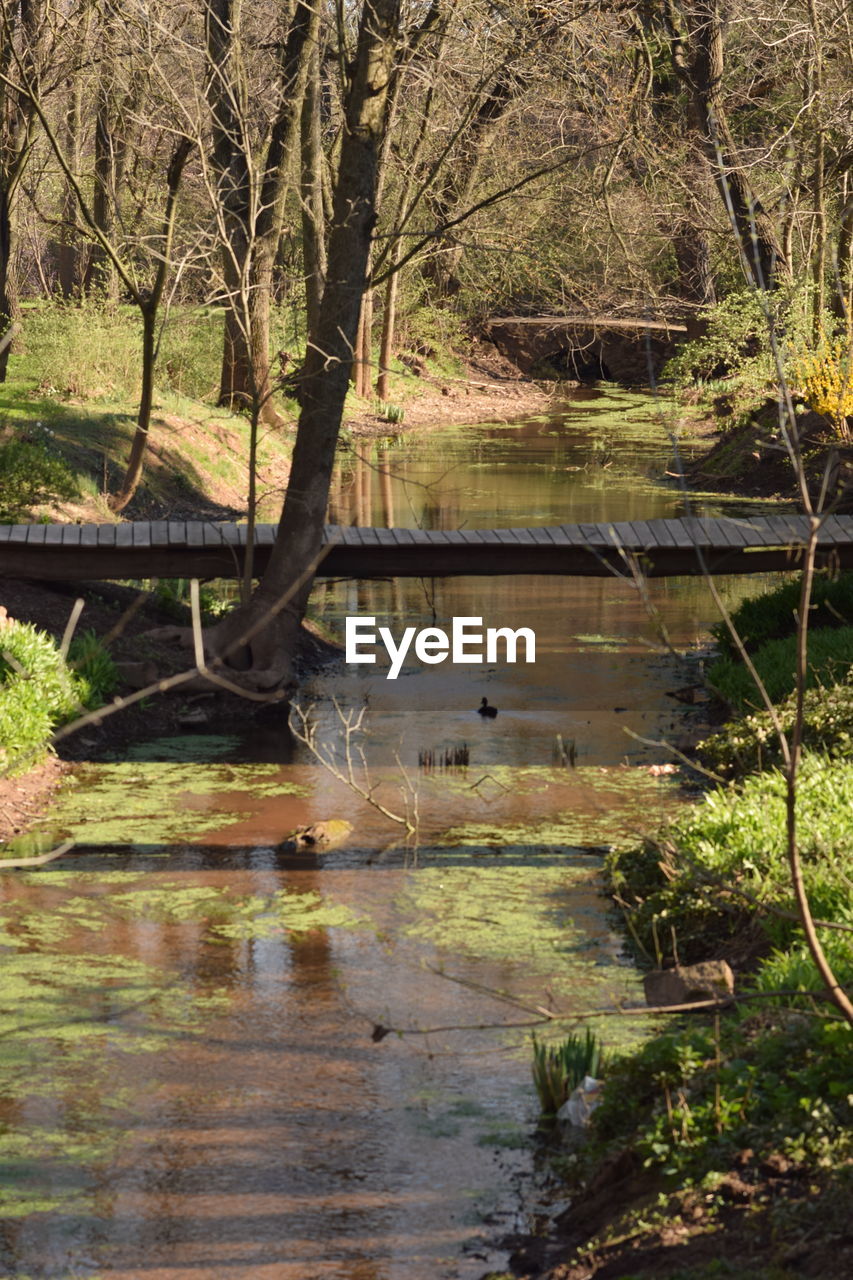 Footbridge on stream in forest