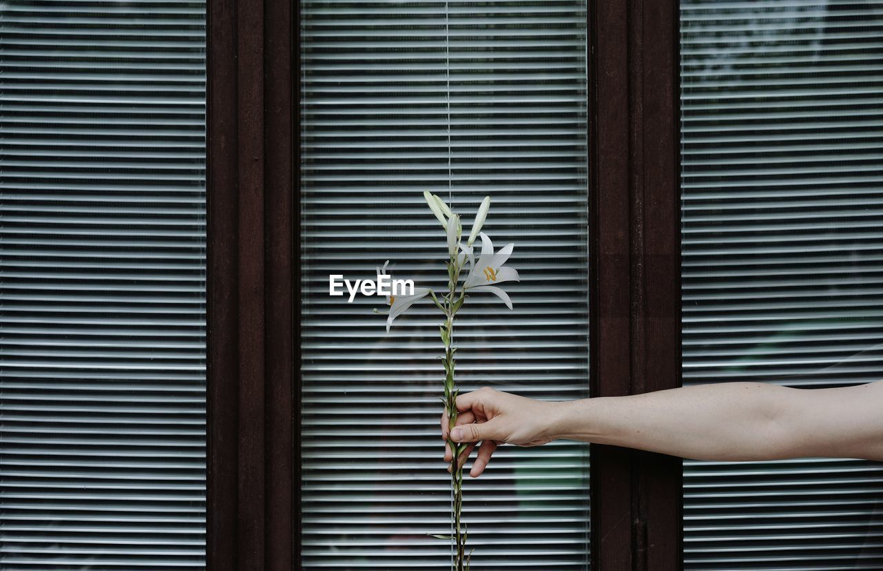 Cropped hand of woman holding flower against window