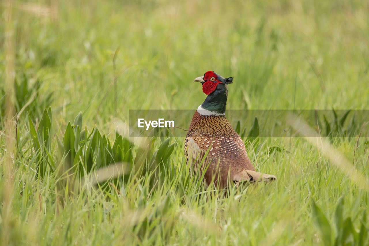View of a pheasant on field