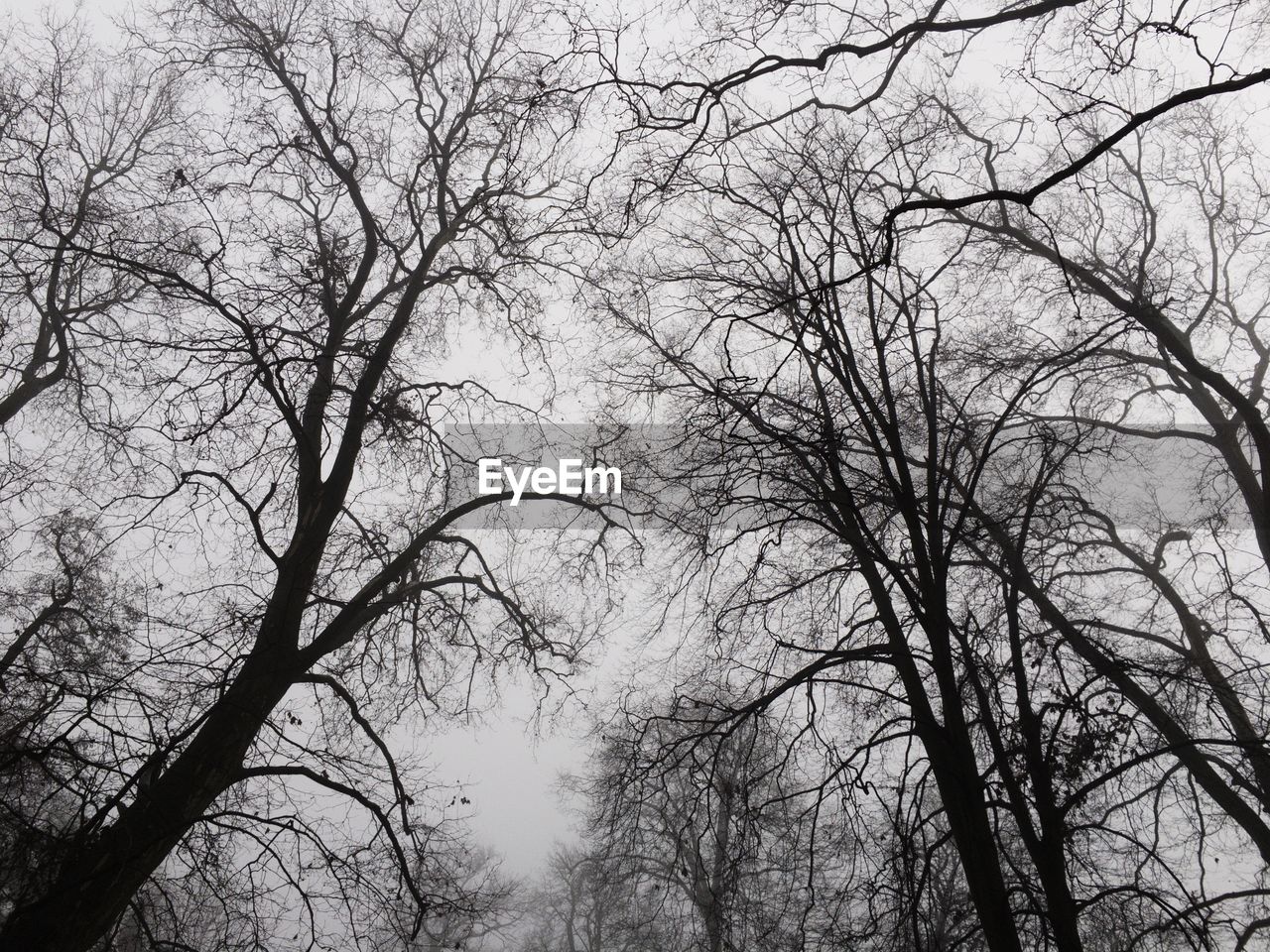 LOW ANGLE VIEW OF TREES AGAINST SKY