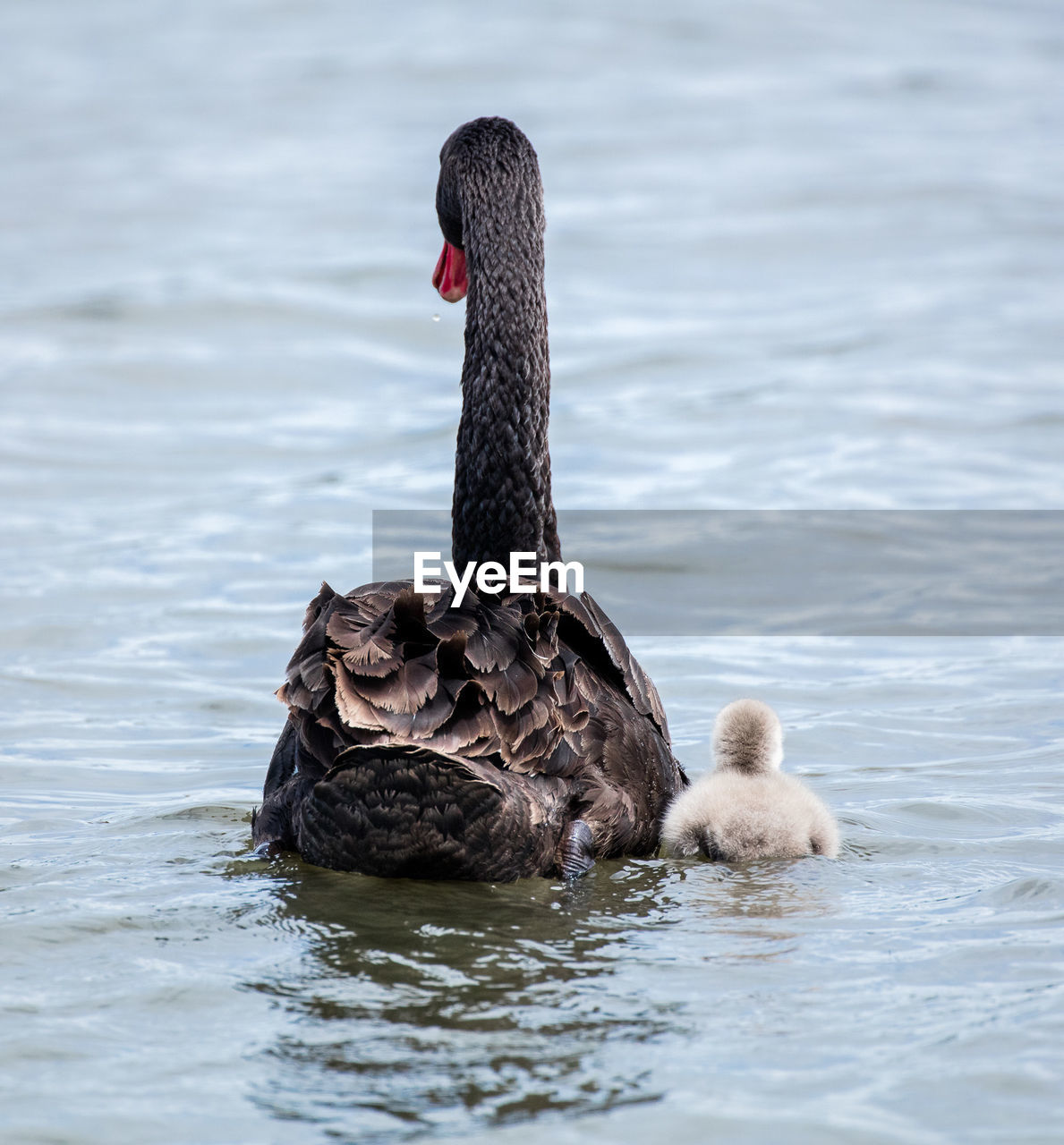 Rear view of black swan and cygnet swimming in lake