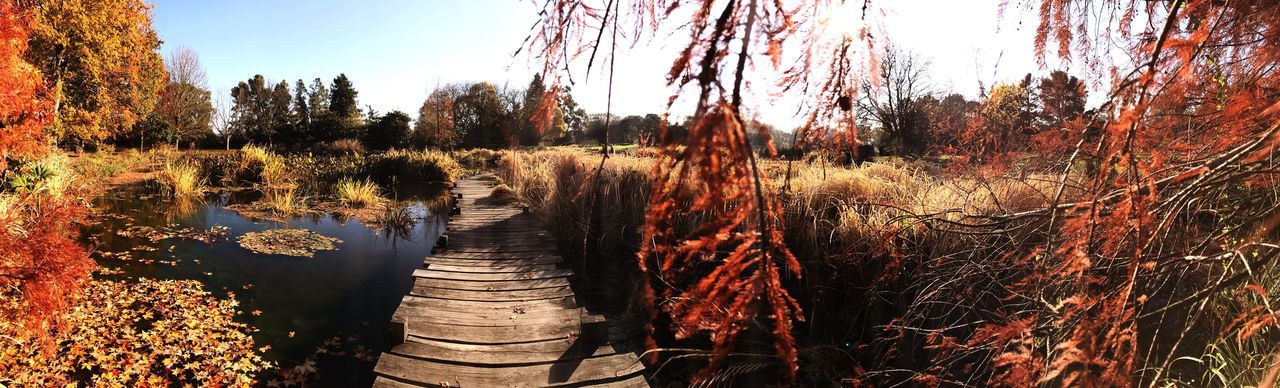 Plants growing on land against sky during autumn