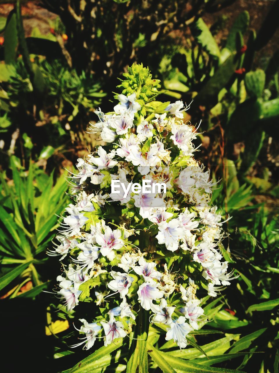 CLOSE-UP OF PLANTS