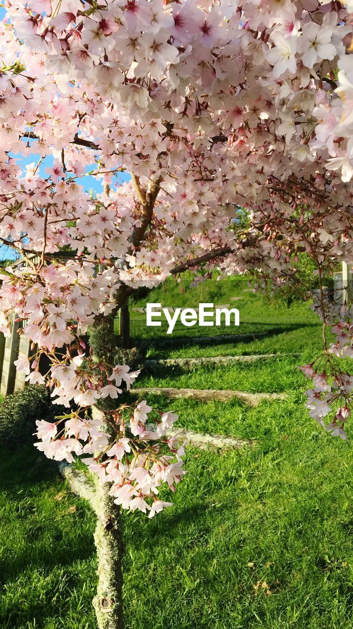 CLOSE-UP OF CHERRY BLOSSOM TREE