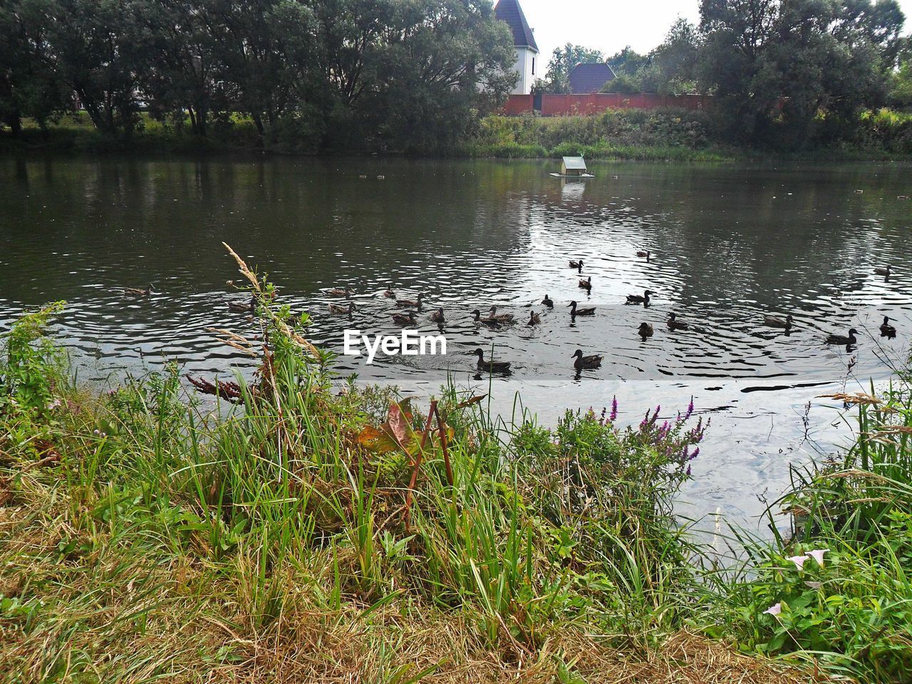 SWAN SWIMMING ON LAKE