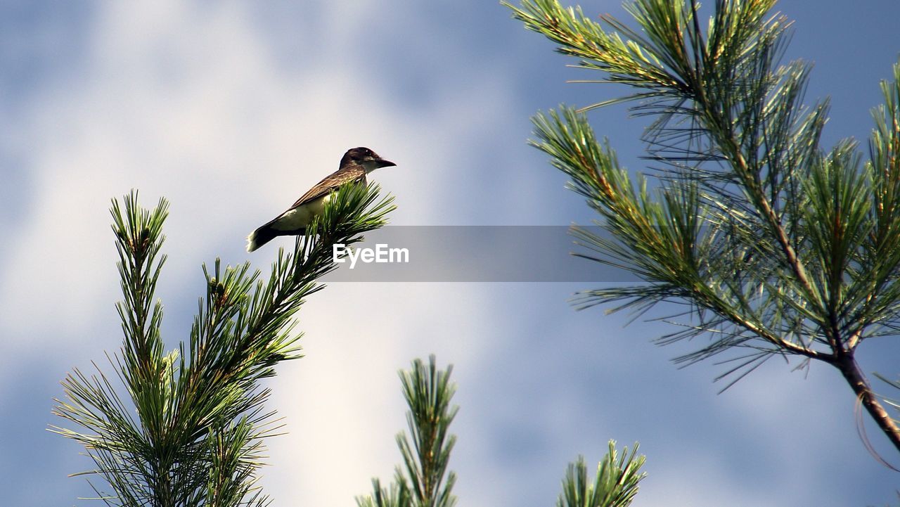 Low angle view of bird perching on tree