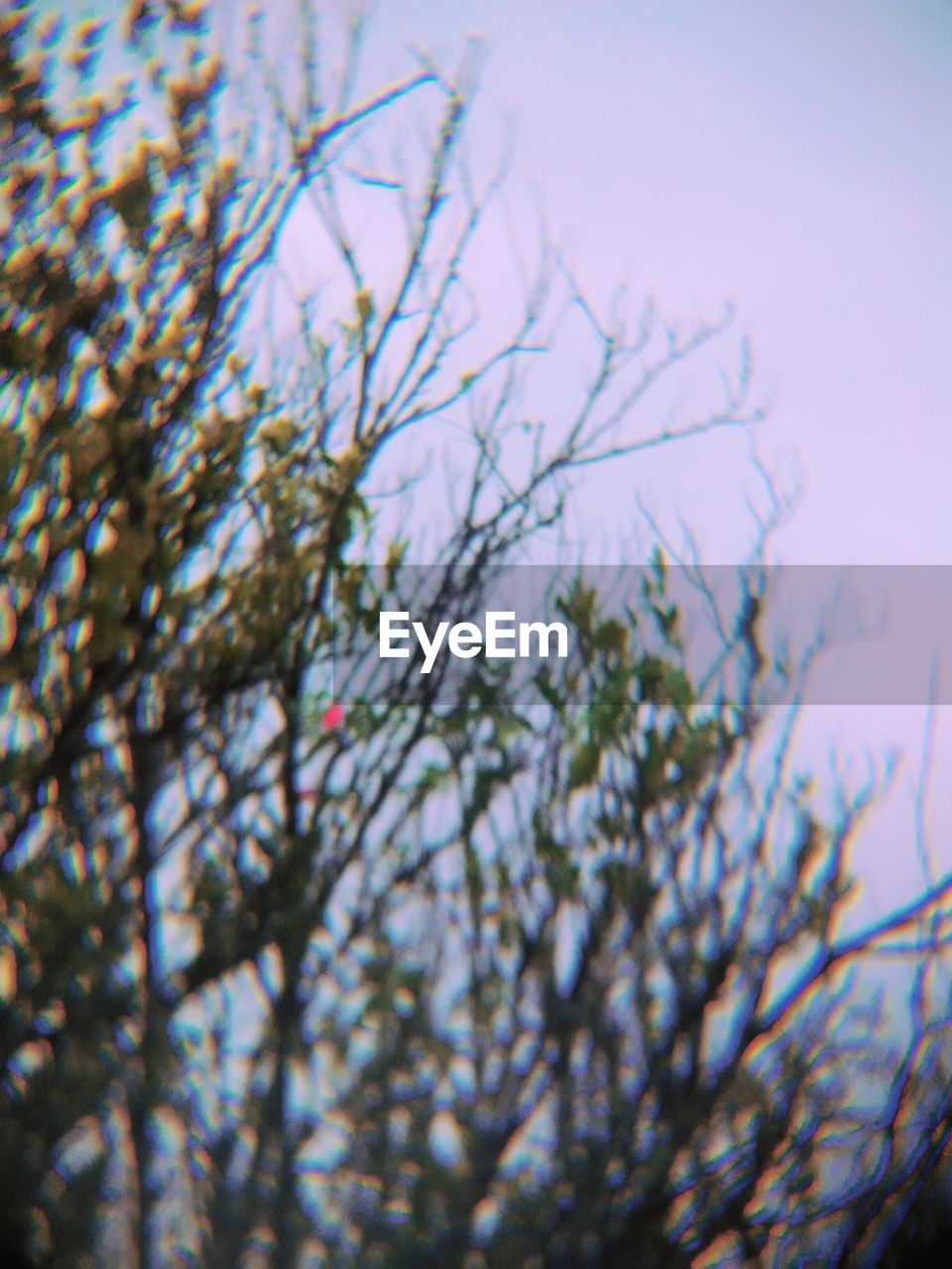 LOW ANGLE VIEW OF TREES AGAINST SKY