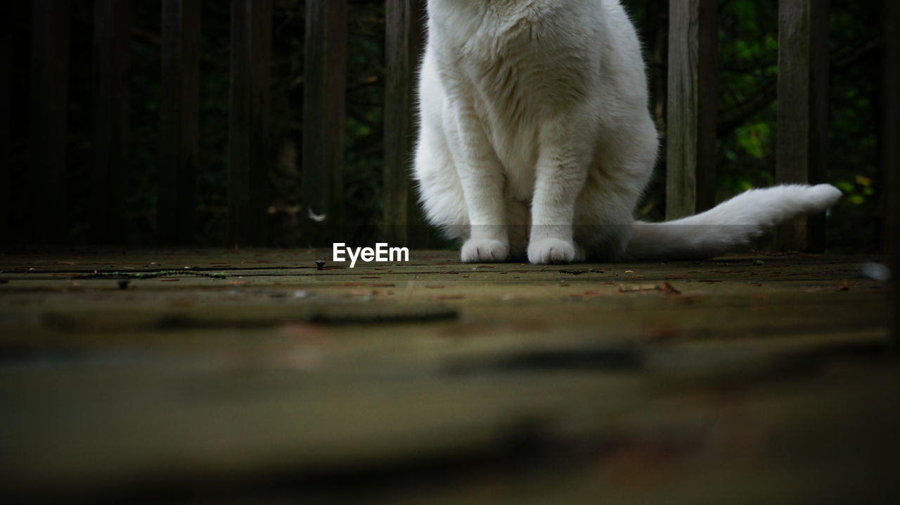 Close-up of cat sitting floorboard