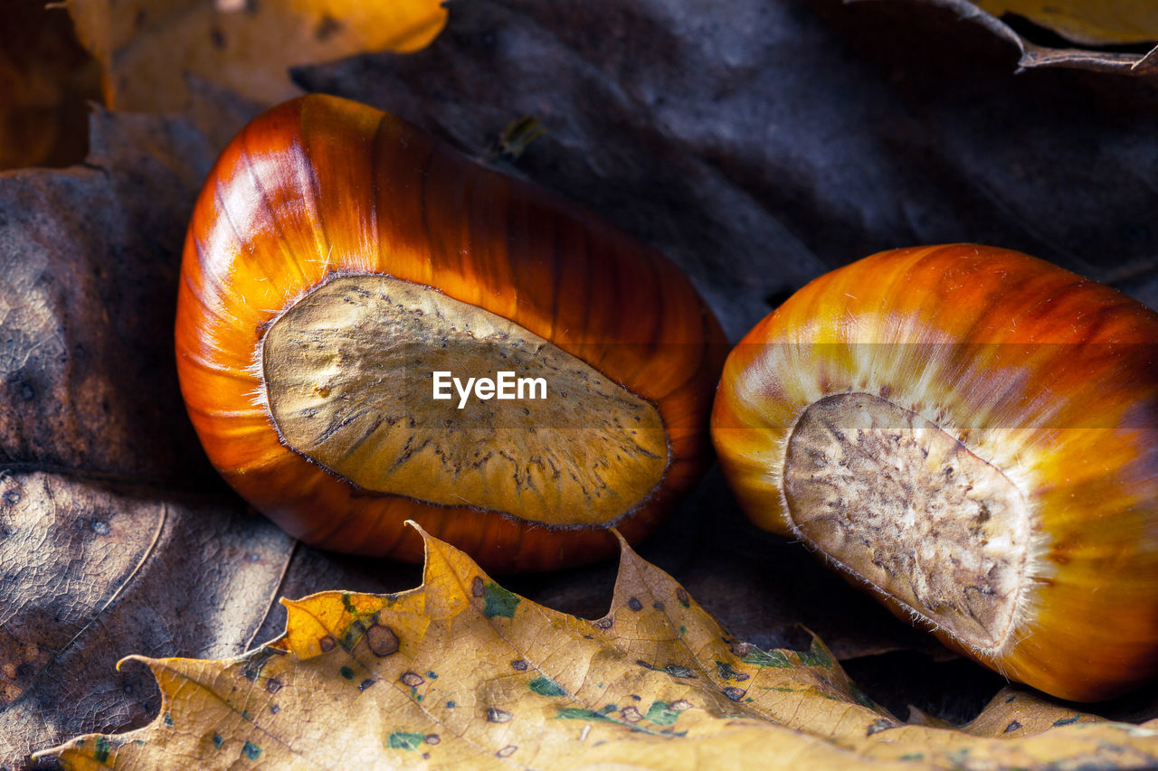 CLOSE-UP OF MUSHROOMS ON WOODEN SURFACE