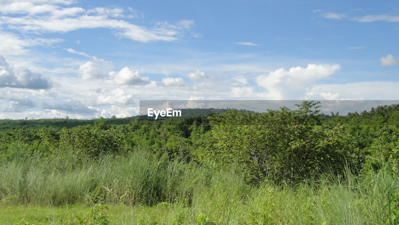 GRASS ON FIELD AGAINST SKY