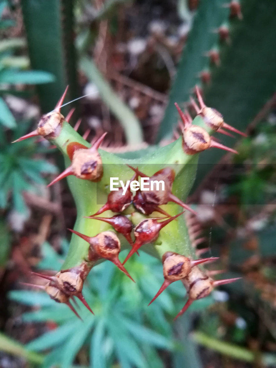 CLOSE-UP OF FLOWER PLANT