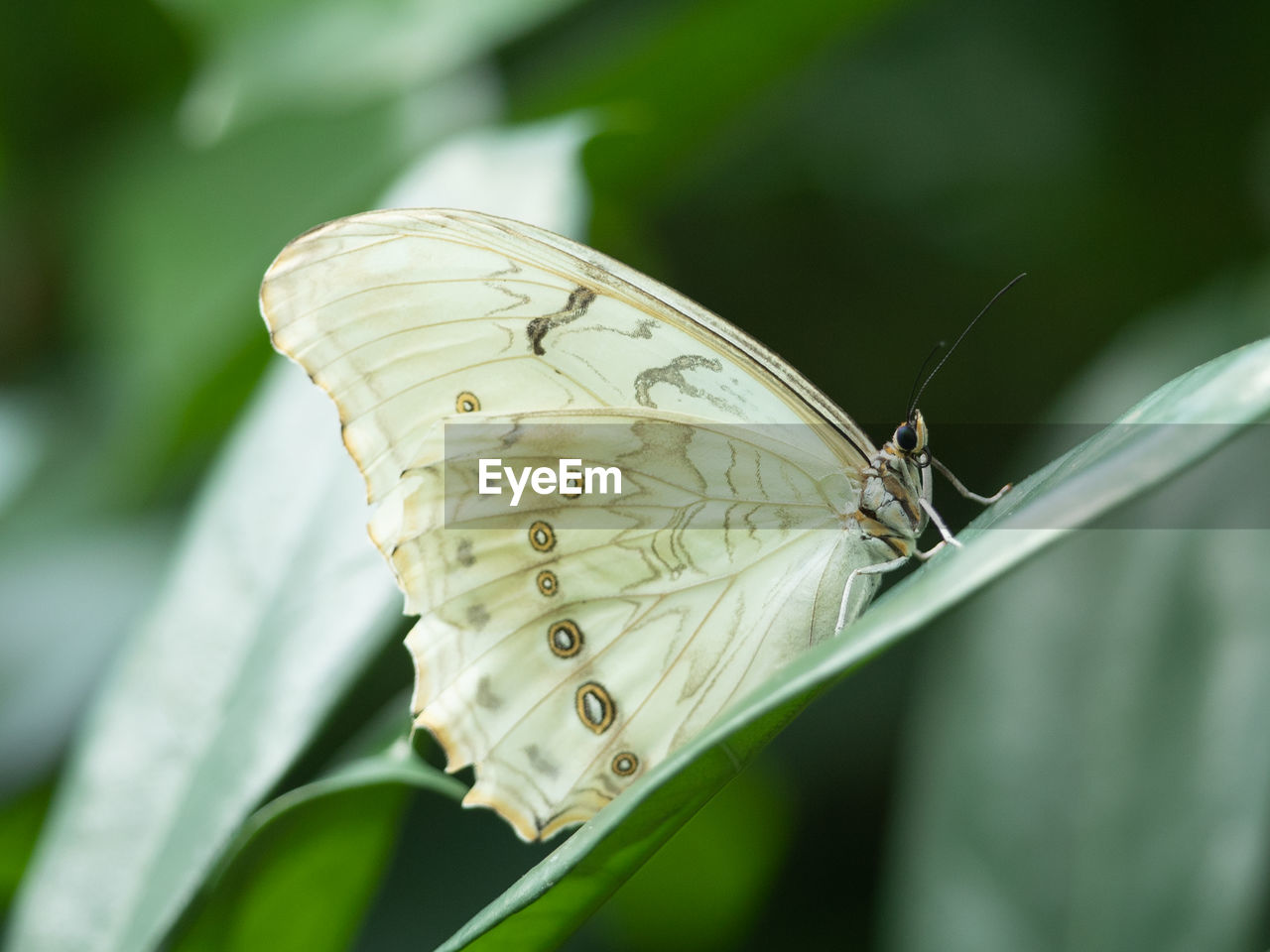 BUTTERFLY ON FLOWER