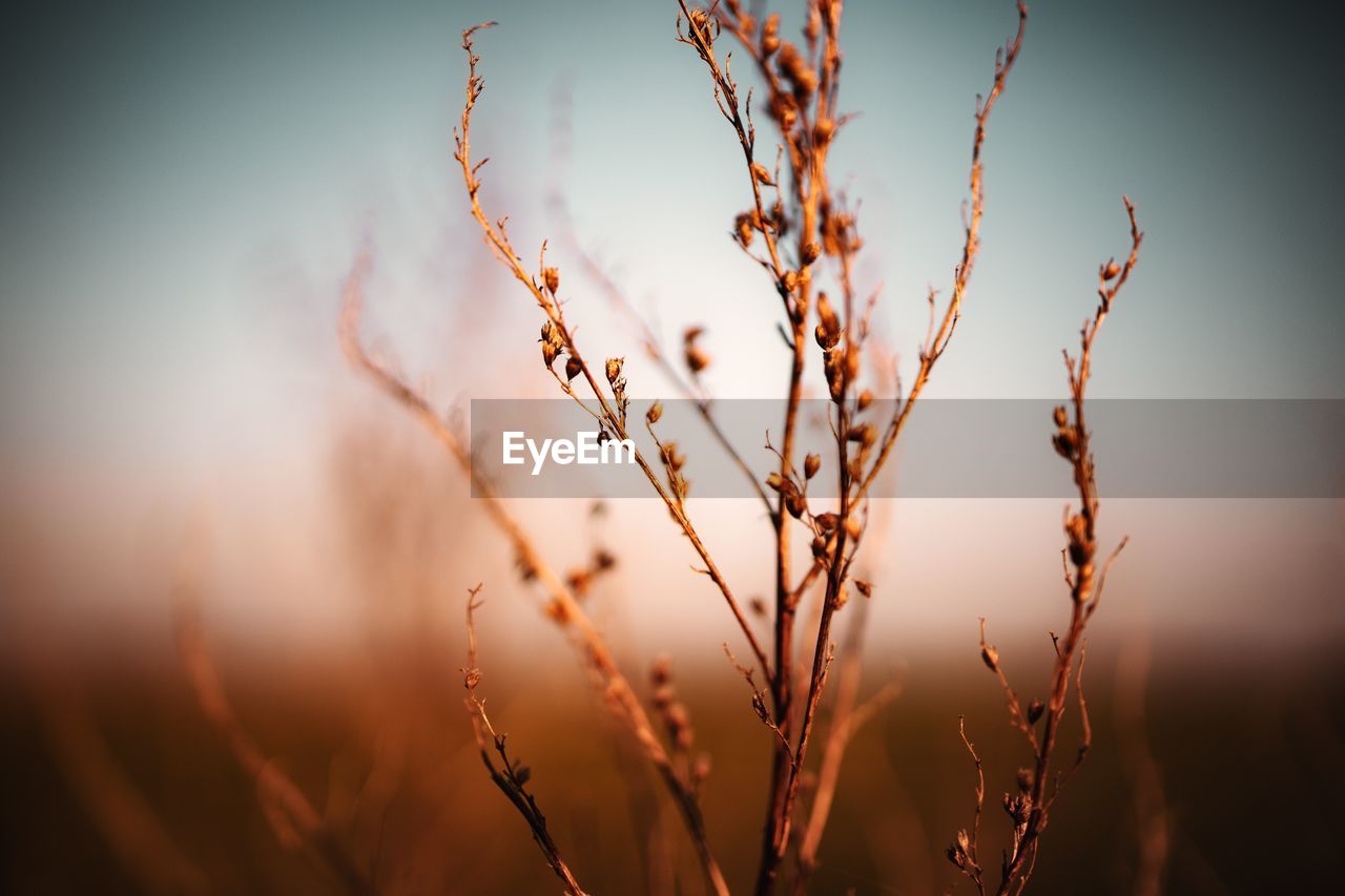 CLOSE-UP OF STALKS AGAINST SUNSET