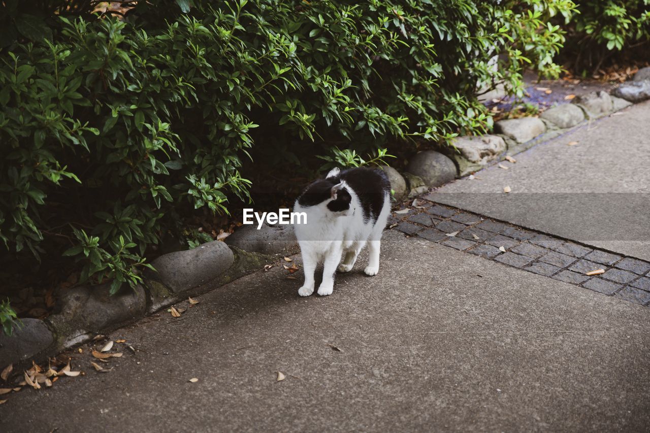 CAT STANDING ON FOOTPATH