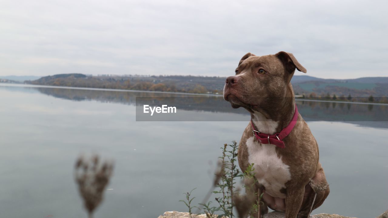 DOG AT LAKE AGAINST SKY