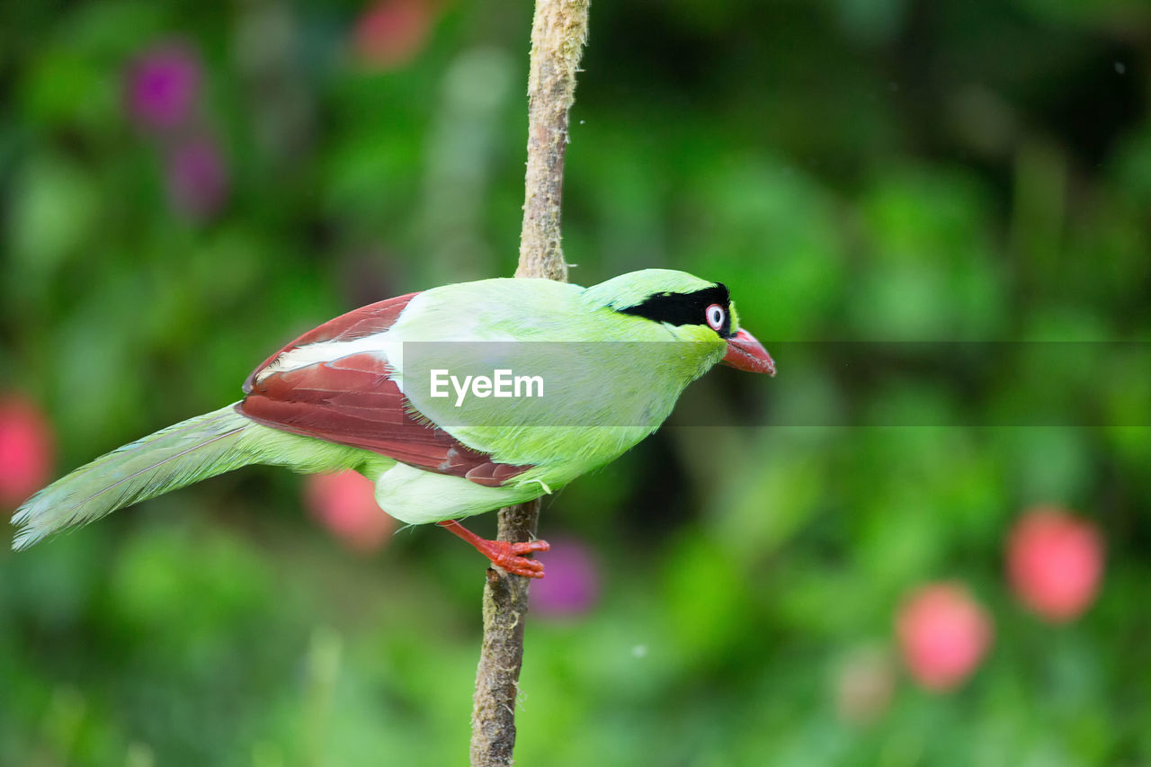 CLOSE-UP OF BIRD PERCHING ON A LEAF