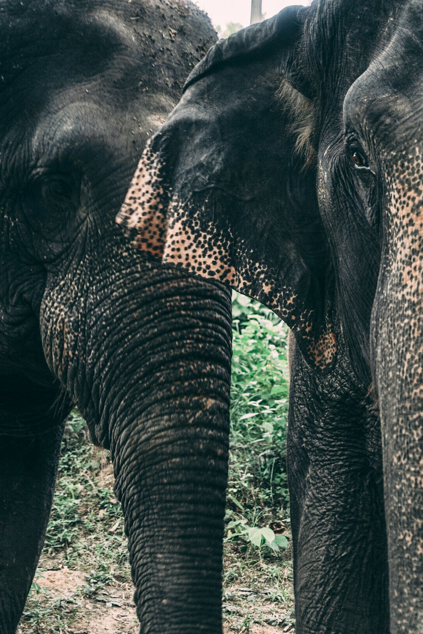 indian elephant, animal, animal themes, elephant, mammal, animal wildlife, animal body part, wildlife, no people, one animal, animal trunk, african elephant, day, safari, nature, outdoors, domestic animals