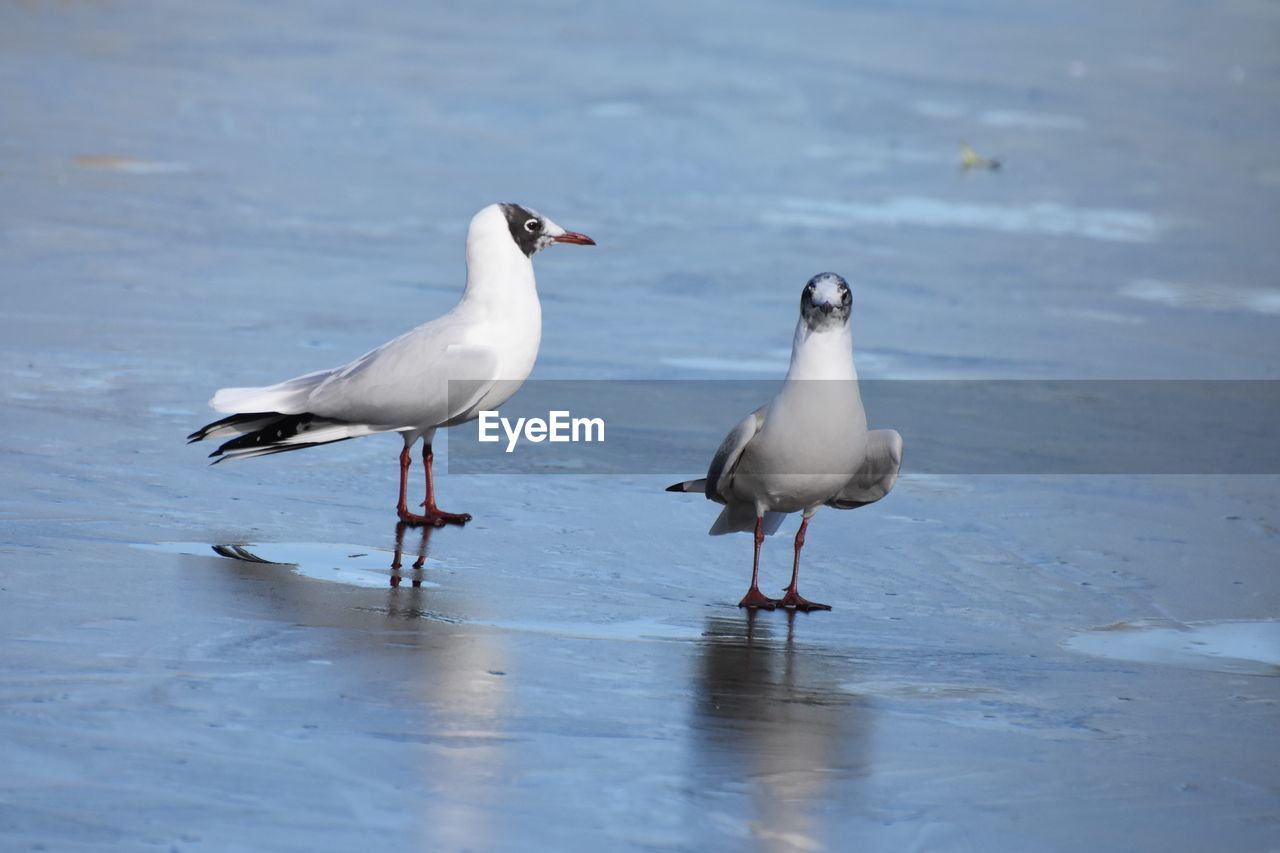 SEAGULLS ON SHORE