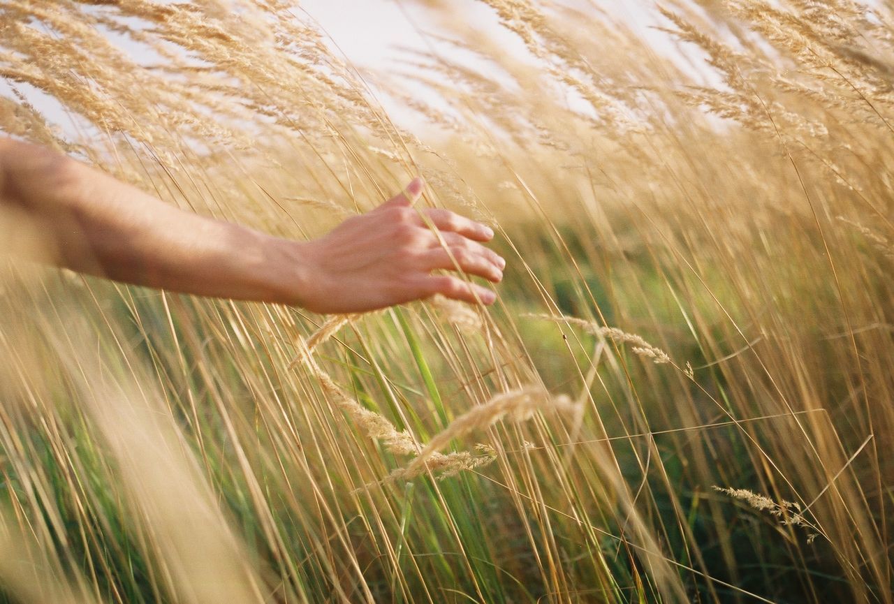 Close-up of hand touching wheat crops