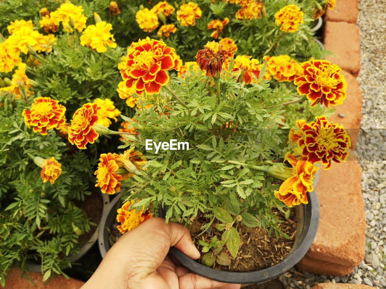 Midsection of person holding flowers in pot