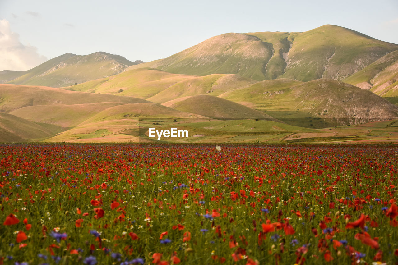 Poppy field against mountains at castelluccio